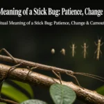 Spiritual Meaning of a Stick Bug: Patience, Change & Camouflage